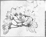 Prunus Coloring Designlooter Flowers sketch template
