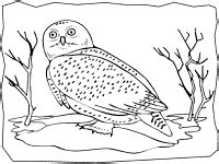 owls coloring pages  printable activities