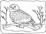 Owl Snowy Coloring Polar Animals Activities Printable sketch template