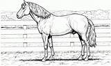 Cavalos Colorir Cavalo sketch template