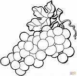 Coloring Grapes Grape Pages Printable Library Clipart Clip Kids sketch template