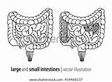 Large Intestine Small Human Coloring Template Anatomy Pic Illustration sketch template