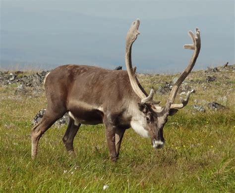 reindeer grazing bureau  land management
