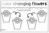 Changing Color Flowers Sheet Science Simple Recording Copy Used Pic Click sketch template