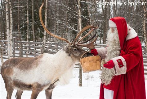 Santa Claus Feeding Reindeer In Santa Claus Village In Rovaniemi