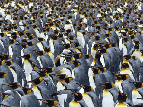 wie gut hoeren pinguine umweltbundesamt