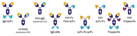 absolute antibody launches mouse bispecific antibody reagents