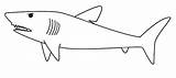 Hiu Ikan Mewarnai Hewan Mewarna Sketsa Binatang Belajar Burung Putih Gaya Republika Laut Serta Tk Skoloh Menggambar sketch template