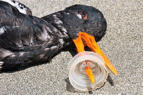 aware  trash affects  entire planet including wildlife eco plastic