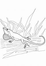 Lizard Draco Coloring Anole sketch template