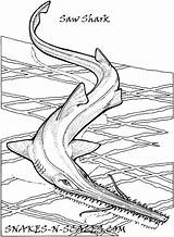 Shark Coloring Hammerhead Snakes Getdrawings sketch template