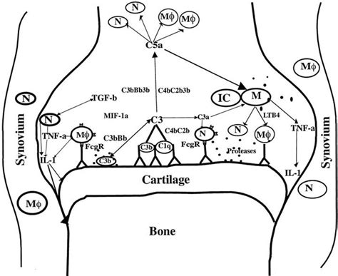 collagen antibody induced arthritis caia in mice fraunhofer izi