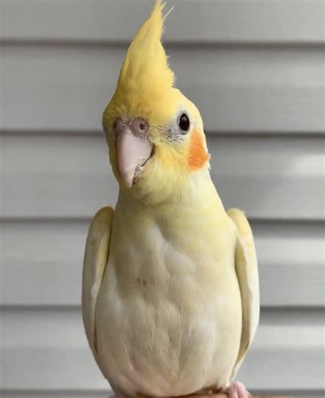 Lost Bird Sea Bright New Jersey Tilly