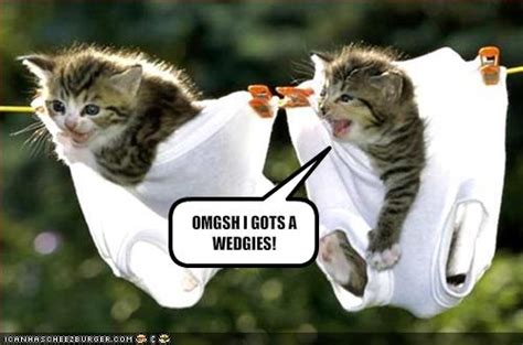 cute funny kittens   funny  cute animals