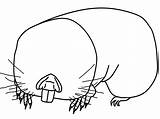 Coloring Pages Hungary Mole Mammals Popular Animals Rat sketch template