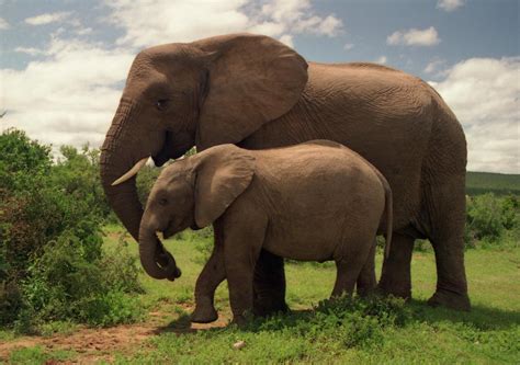 filetwo elephants  addo elephant national parkjpg