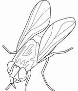 Fliege sketch template