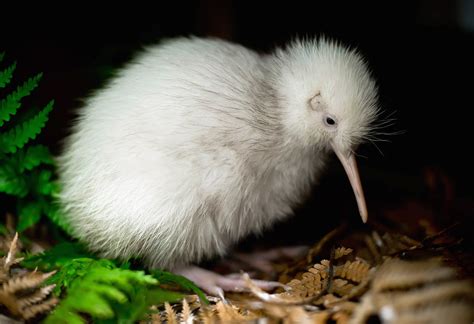 manukura   white kiwi bird  born  captivity dies   zealand  surgery krdo