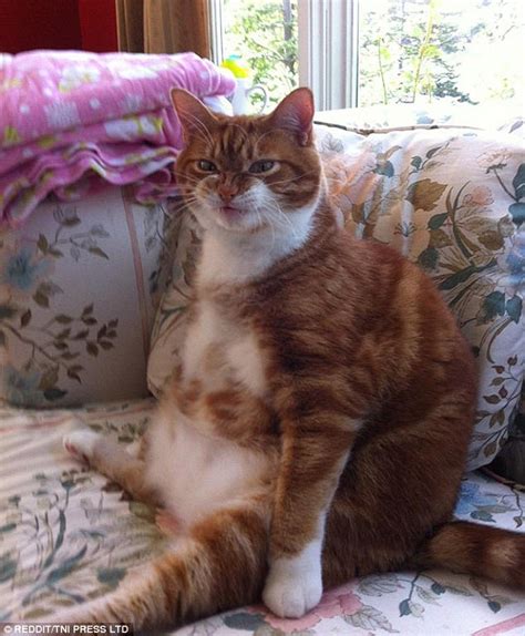femail share pictures of cats sitting in weird positions daily mail