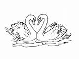 Cygne Cygnes Coloriage Coloriages Animaux sketch template