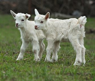 raising goats  pets vetstreet vetstreet