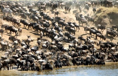masai mara great migration safari  days shadows  africa