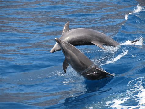 spielende delfine foto bild tiere wildlife saeugetiere bilder auf