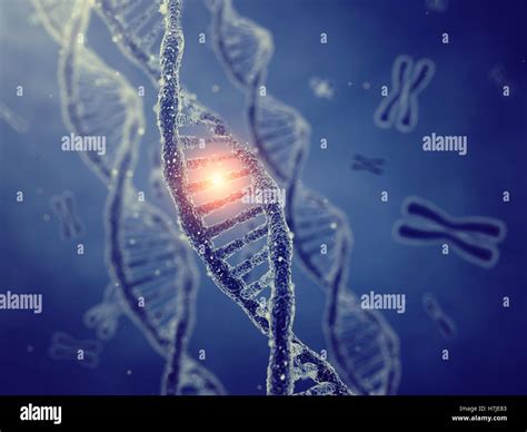 dna double helix molecules  chromosomes gene mutation genetic