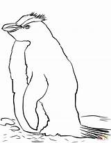 Penguin Crested Erect Coloring Pages sketch template