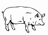 Pig Outline Cartoon Cliparts Attribution Forget Link Don Vector sketch template