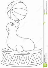 Circus Seal Outline Coloring Ball Book Balancing Big Equilibrist Vector Illustration Performance sketch template