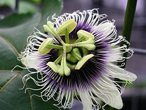 Purple Passion Fruit Vine Passiflora Edulis 20 Seeds Fast Edible