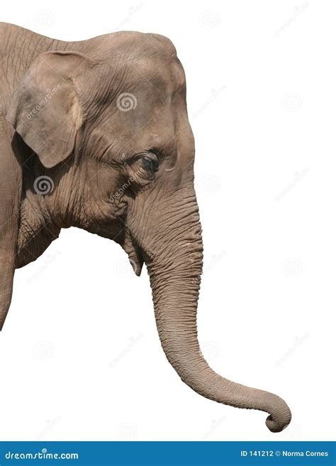 elephant head isolated stock photography image