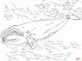 Colorare Balena Atlantic Franca Disegni Wale Kostenlos Disegnare Delfine sketch template