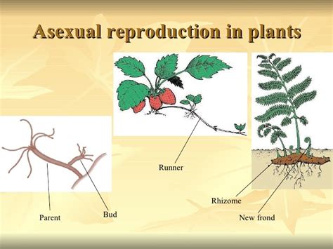 17 Asexual Reproduction