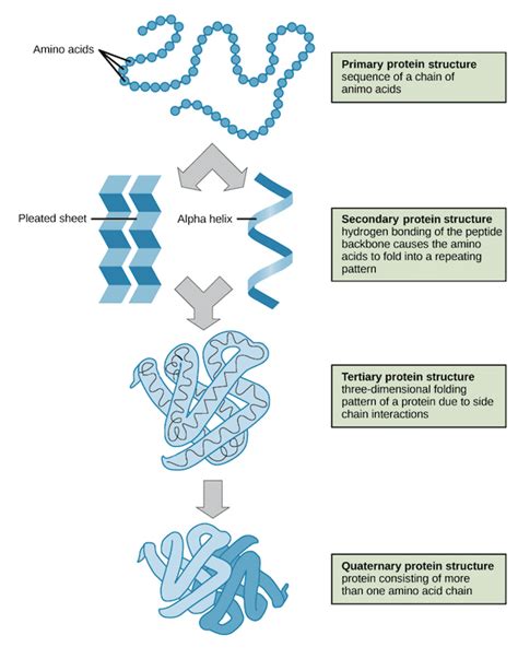 protein extraction methods biochain institute
