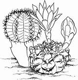 Coloring Cactus Pages Flower Desert Big Plants Animals Print Printable Getdrawings Color Getcolorings Button Through sketch template
