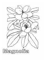 Coloring Pages Magnolia Flower sketch template