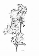 Pea Odoratus Lathyrus Polk Zephyr 9th sketch template
