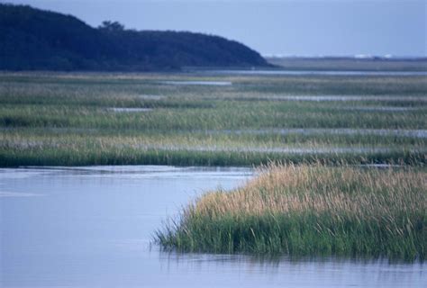 picture scenic salt marsh wetlands spartina grass savanna
