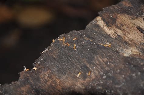 termite  termites eating  dead trunk ricardo kajihara flickr