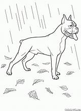 Coloring Pages Dog Labrador Boxer Sheets Horse Printable Adult Gif Colorkid Dogs Book These 2894 Animal Kids Teenagers Print Adults sketch template