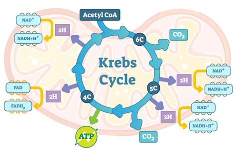Remember The Krebs Cycle Why Medpage Today