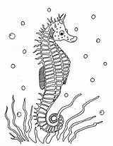 Seahorse Coloring Pages Sea Horse Printable Seahorses Print Color Kids Da Colour Horses Colouring Colorare Label Sheets Ocean Clipart Disegni sketch template