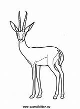 Gazelle Gazellen Ausmalbilder Ausmalbild sketch template