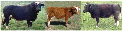 miniature cattle specialty bovine  sale classifieds miniature cattlecom