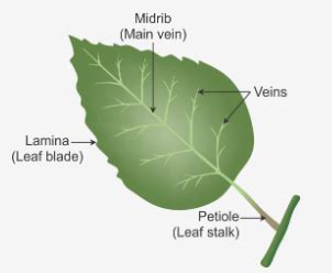 draw  labeled diagram   leaf cbse class  science learn cbse