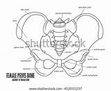 Pelvis Bone Anatomy Female Pubic Coloring Features Pelvic Bones Stock Diagram Boney Shutterstock Template Girdle Human sketch template