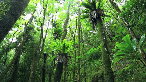 jungle rainforest stock footage video  shutterstock