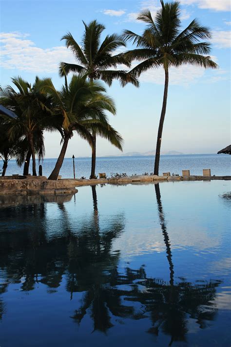 palm trees   edge   swimming pool  front   ocean  beach